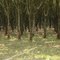 Cultivo de Caucho - Pto. López - Meta