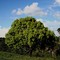 Vitex