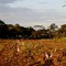 Garzas