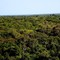 Bosque de Vega