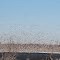 Snow Geese