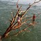 Niños en el rio Ariari
