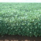 Cultivo  Soya - Predio Las Nubes - AGROCOMETA