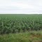 Vivero Palmeras la Corocora - Pto. Gaitán  - Meta