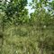 Arboles Sembrados en 2008