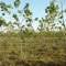Arboles Sembrados en 2009