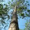 Tronco Arbol de 5 años