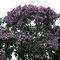 Cañaguate, Guayabeto (Calycophyllum stanleyanus o Wittmackanthus stanleyahus)