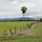 Serrania de la Macarena, Colombia