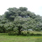 Arbol en primavera, La Libertad