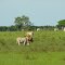 1212 Los Llanos
