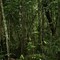 Bosque del Camoa