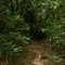 Sendero en la selva