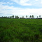 Paisaje Llanero