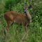 Venado