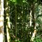 Bosque húmedo tropical