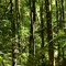 Bosque húmedo tropical