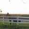 Horse on a farm