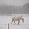 Horse in snowstorm, Belchertown, MA