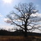Belchertown's Best Tree