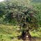 Arbol del trompo San Juanito Meta