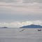 Isla Gorgona vista desde Mulatos