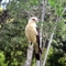 El águila caracolera del Catatumbo