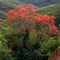Cámbulo  o  Cachipay  ,   en flor