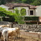 Finca Santandereana (Municipio de El Páramo)