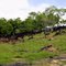 Areniscas con Crudos Pesados Sabana de Torres Santander