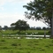 Garzas en los estanques