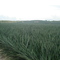 CULTIVO PIÑA GOLD SABANA DE TORRES