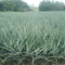 PIÑA MD-2 EN SABANA