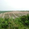 PANORAMICA SIEMBRAS PIÑA GOLD