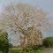 Arbol Puerto Rincon Cordoba Colombia