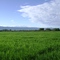 por los caminos del Tolima cultivo de arroz municipio del Guamo, fotografia tomada el 26 de julio del 2008, camara Sony, archivo fotografico Servicios Integrales