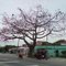 Arbol sin una sola hoja pero lleno de frutos .Tree with much fruits only , no more