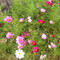 Cosmos at Sonnenberg Gardens