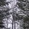 Winter in Western NY