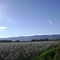 por los caminos del Tolima cultivo de algodon, municipio del Guamo, fotografia tomada el 27 de julio, camara  Sony, archivo fotografico Servicios Integrales