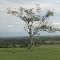 árbol llamado guacimo  cerros de Papagalá