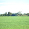 arocerra en prado