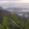 delicias