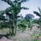 Cultivo de Platano "popocho" - San Luis Tolima.