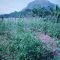 cultivo de Tómate - san Luis Tolima - Colombia.
