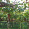 Uva de La Union Valle