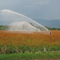 Cultivo de sorgo, Bohio