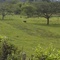 Bufalos en Vallejuelo