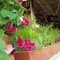 flores y jardines en parador y restaurante entre zarzal y armenia-quindío