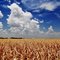Country Fields in Granger, Texas